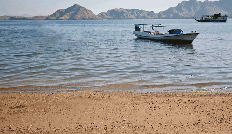 win.project2.dinosaur