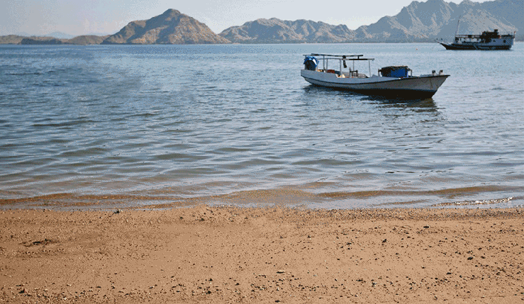 win.project2.dinosaur